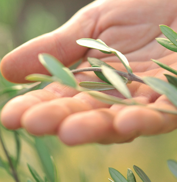 olive leaves in hand