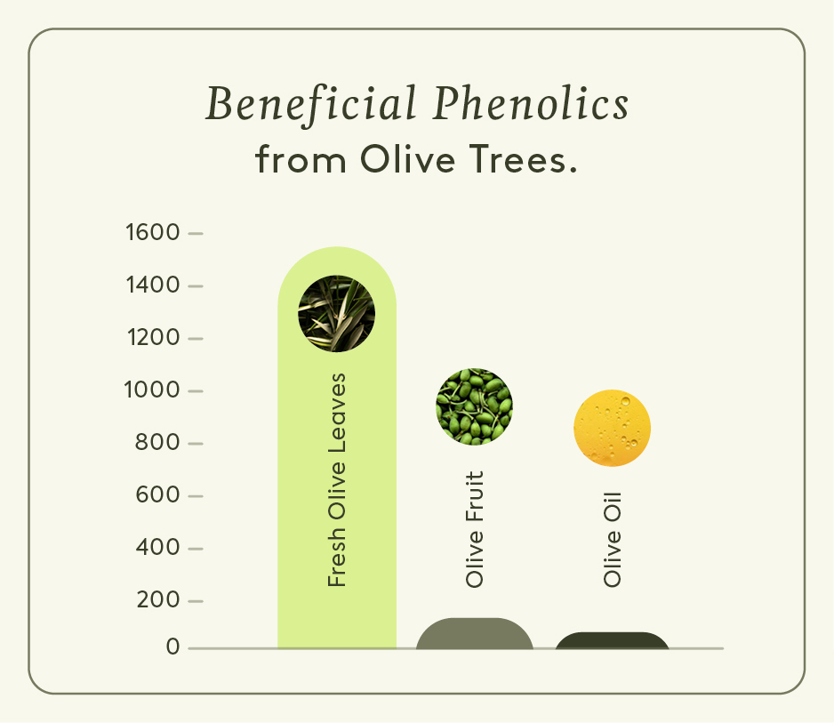 Beneficial phenolics from Olive Trees