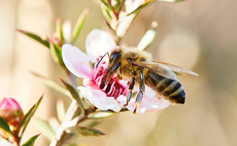 Delicious and nutritious, raw Manuka Honey comes from the nectar of the native Manuka flower in the pristine forests of New Zealand.
