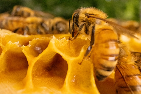 Bee in hive