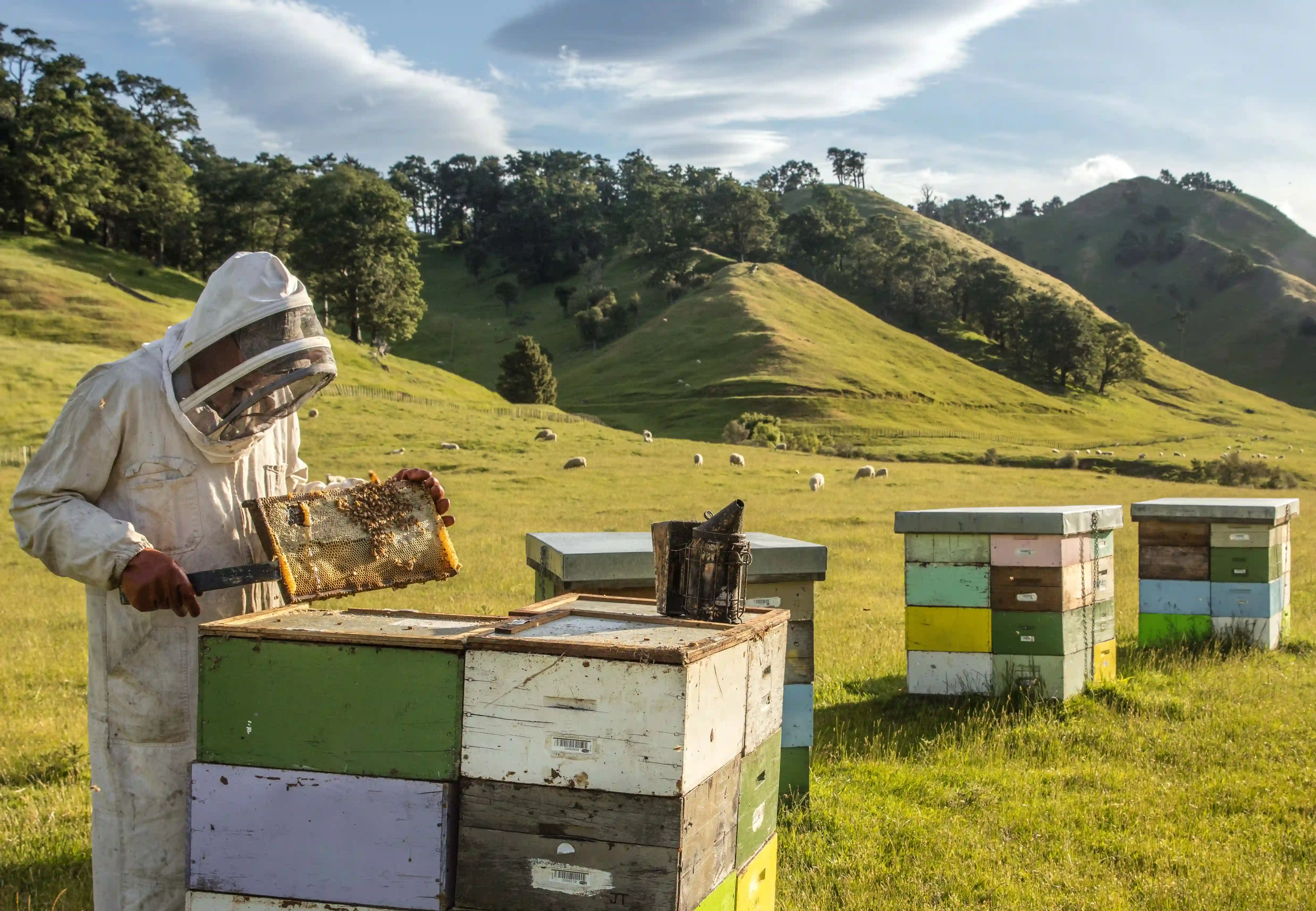 Hives in the field