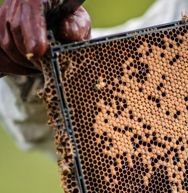 bee hive frame