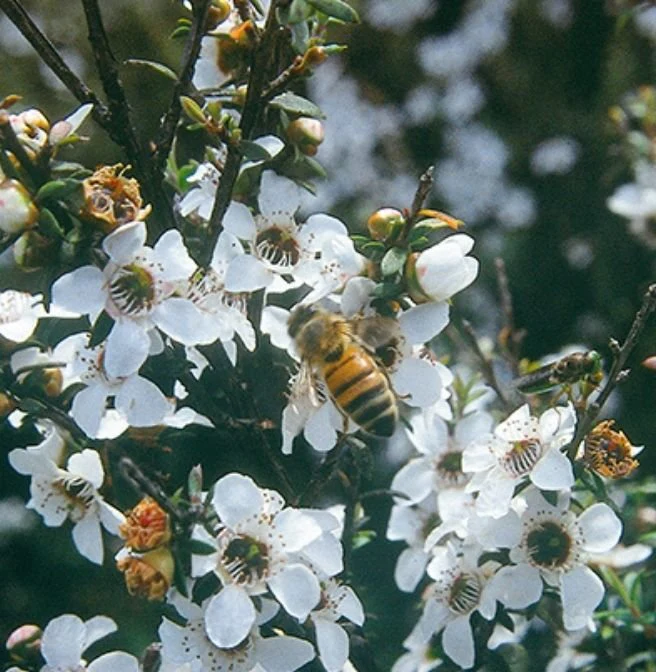 bee on manuka flowers