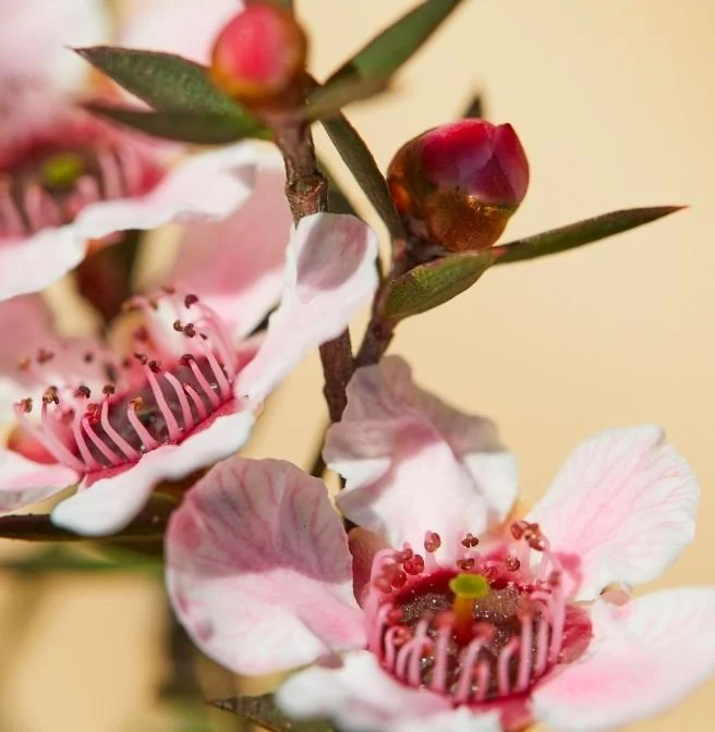 pink manuka flowers