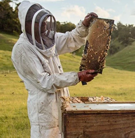 beekeeper inspecting hive