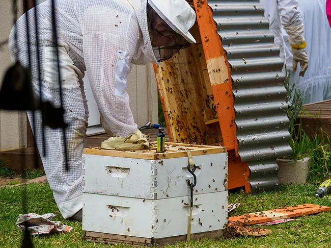 Bee rescue with hive