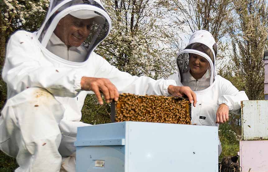 two beekeepers investigating a bee hive