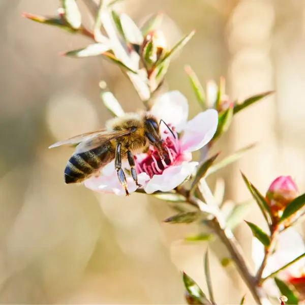 manuka flower with bee