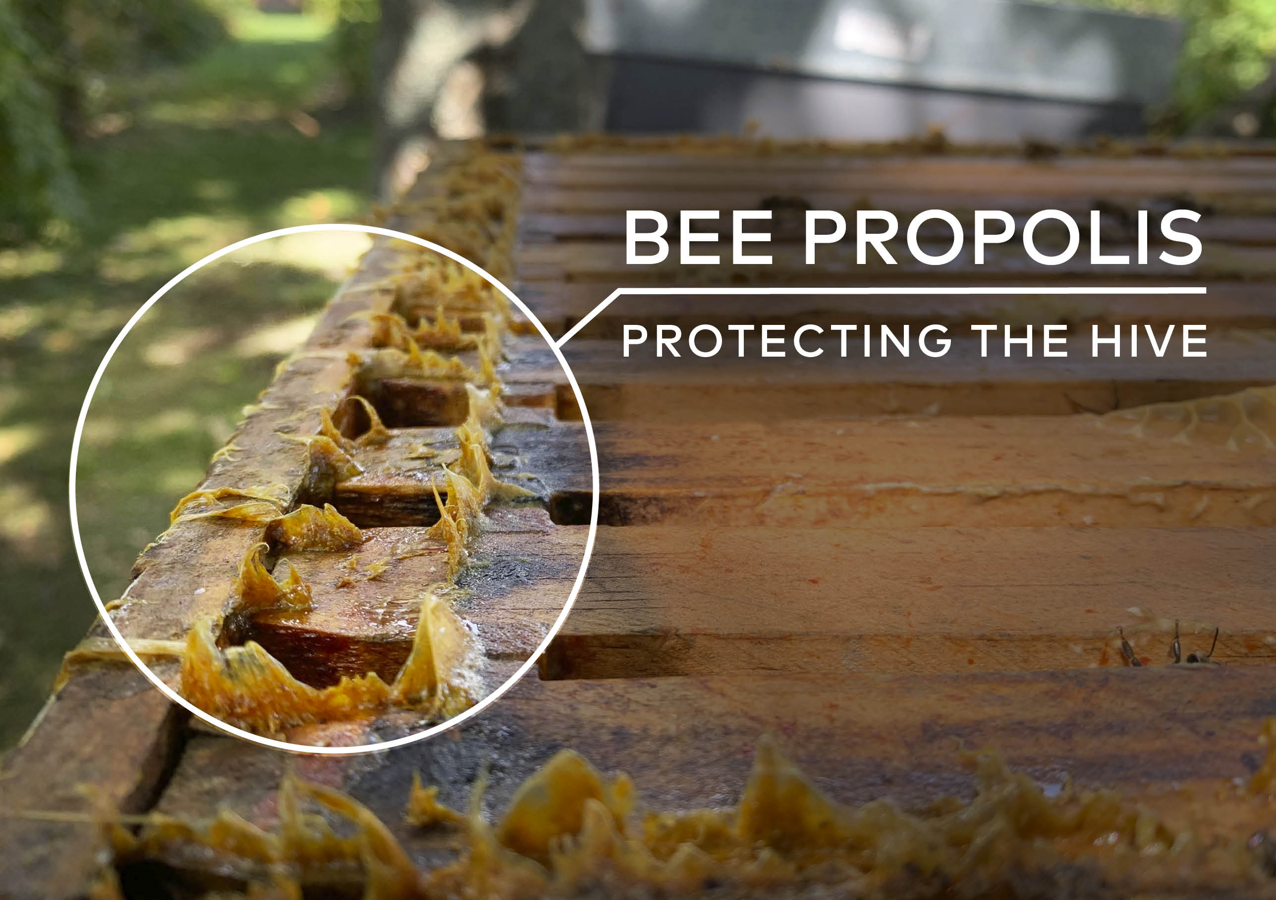 Bee Propolis protecting the hive