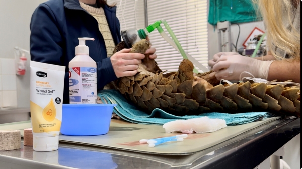 Pangolin being treated with Medihoney