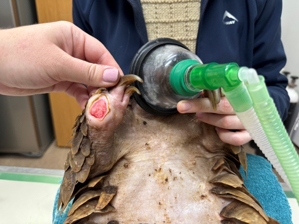 Pangolin wound