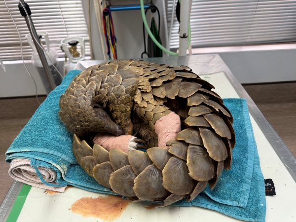 Pangolin after treatment