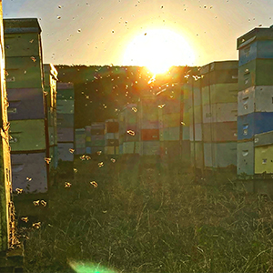 Bees returning to the hive at sunset