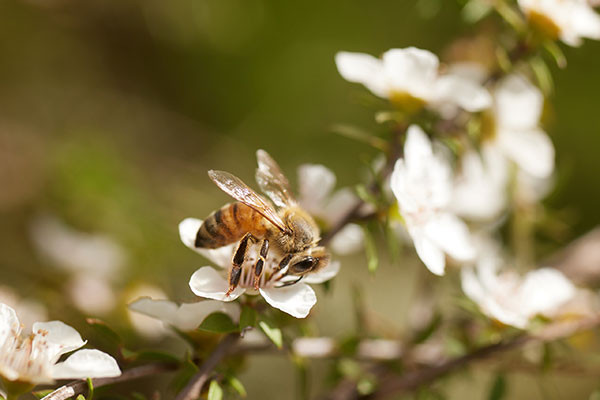 blog-raw-bee
