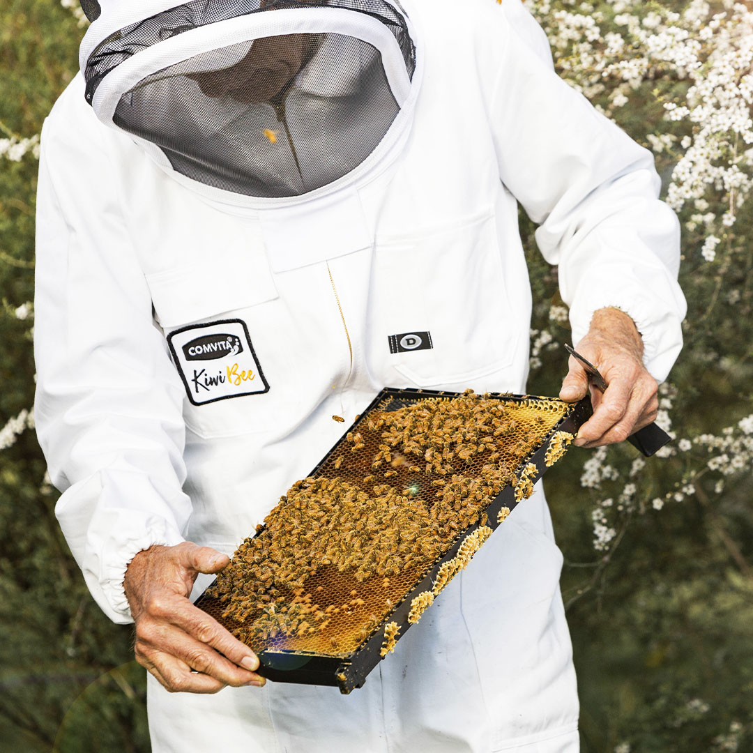 Bee keeper inspecting hive