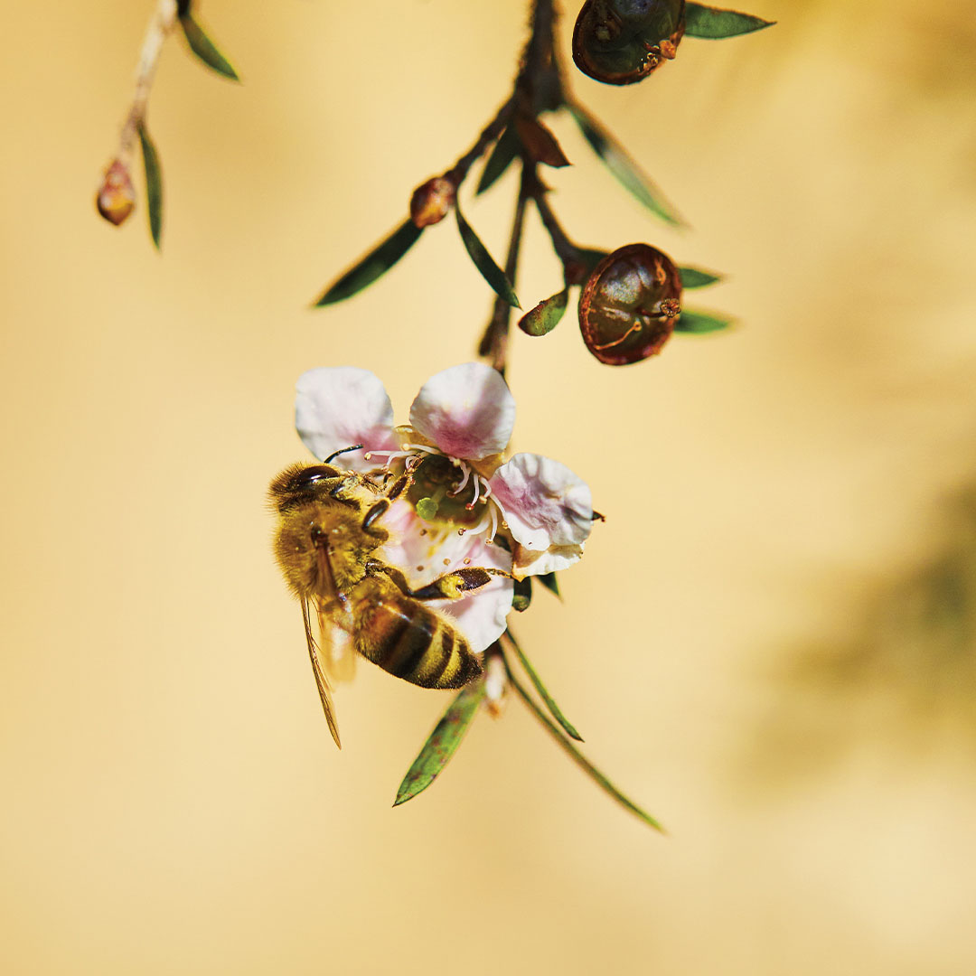 Bee on Manuka Flower