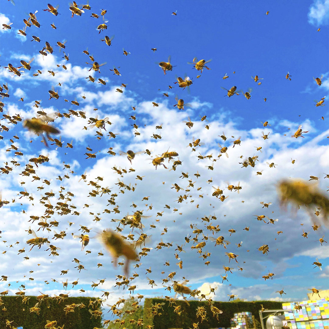 Bees flying to hive