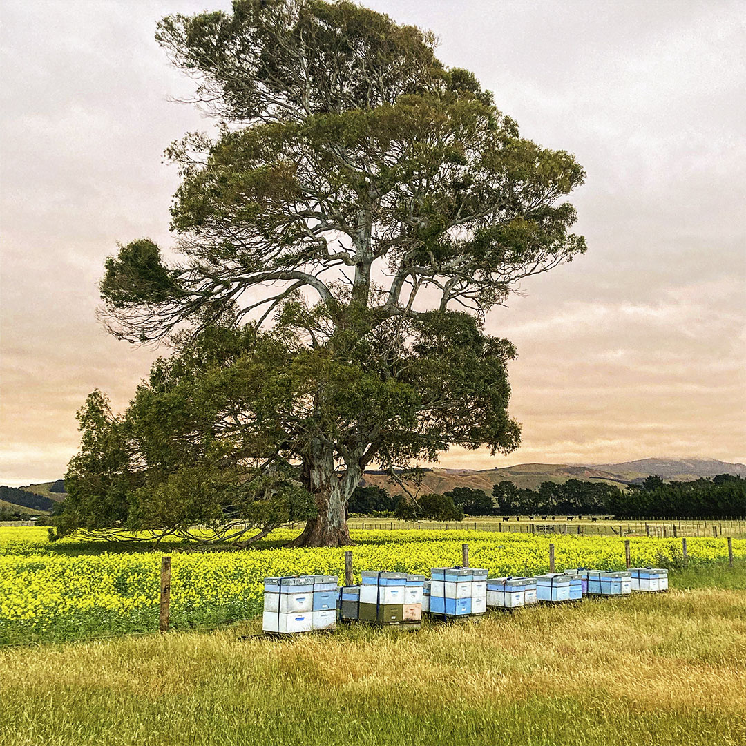 Hives in country side