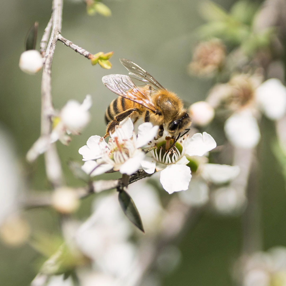 honey bee on Manuka flower