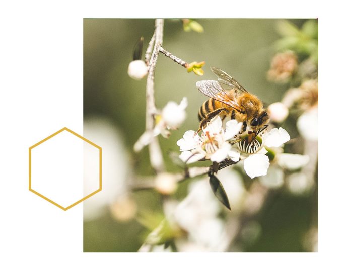 Honey bee on a Manuka flower