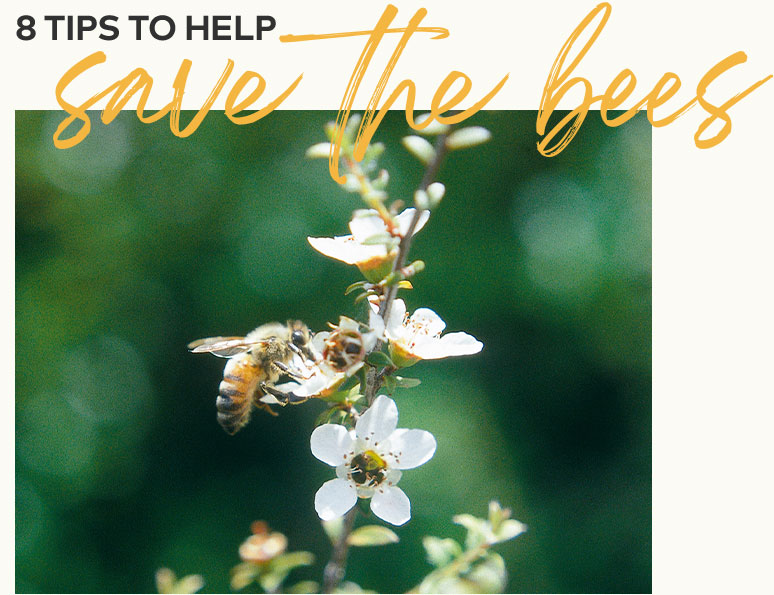 8 Tips to Help Save the Bees