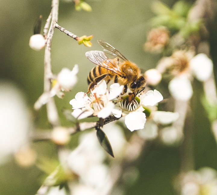 honey bee on manuka flower